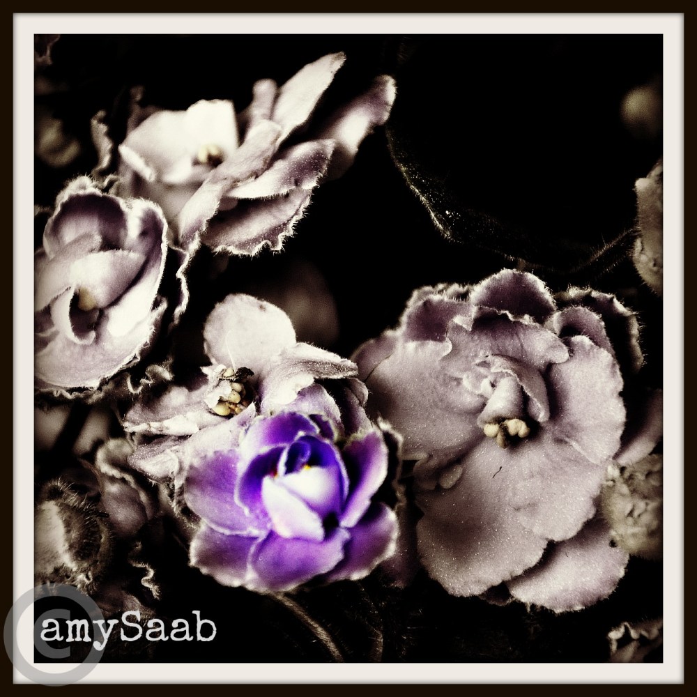 Purple African Violets that look a bit like roses