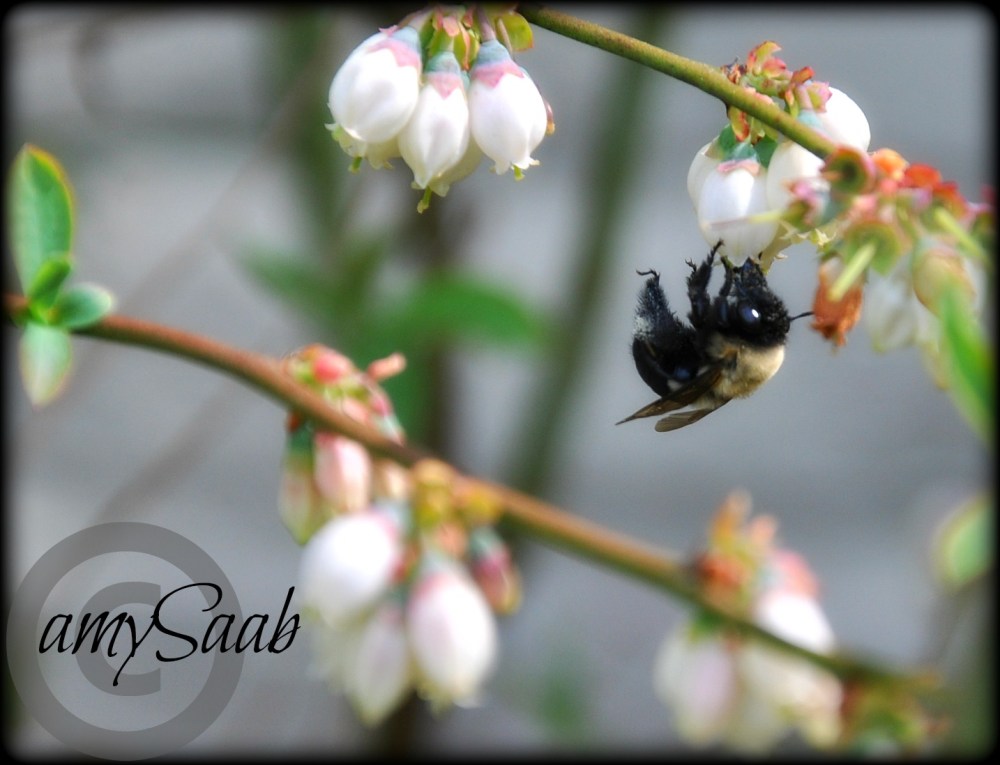 Blueberry Bee