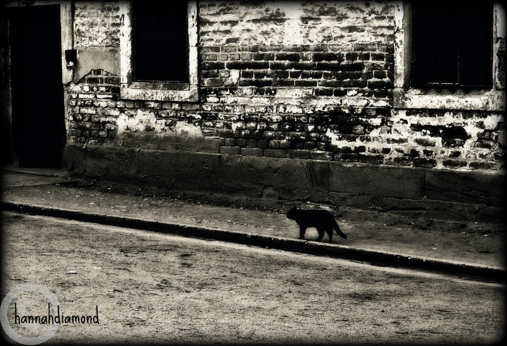 a cat walking on the sidewalk in Praque