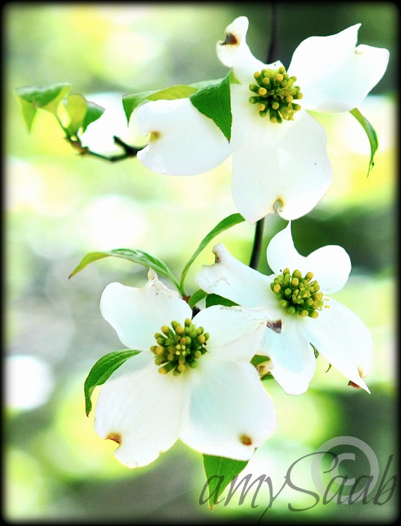 Dogwood blossom
