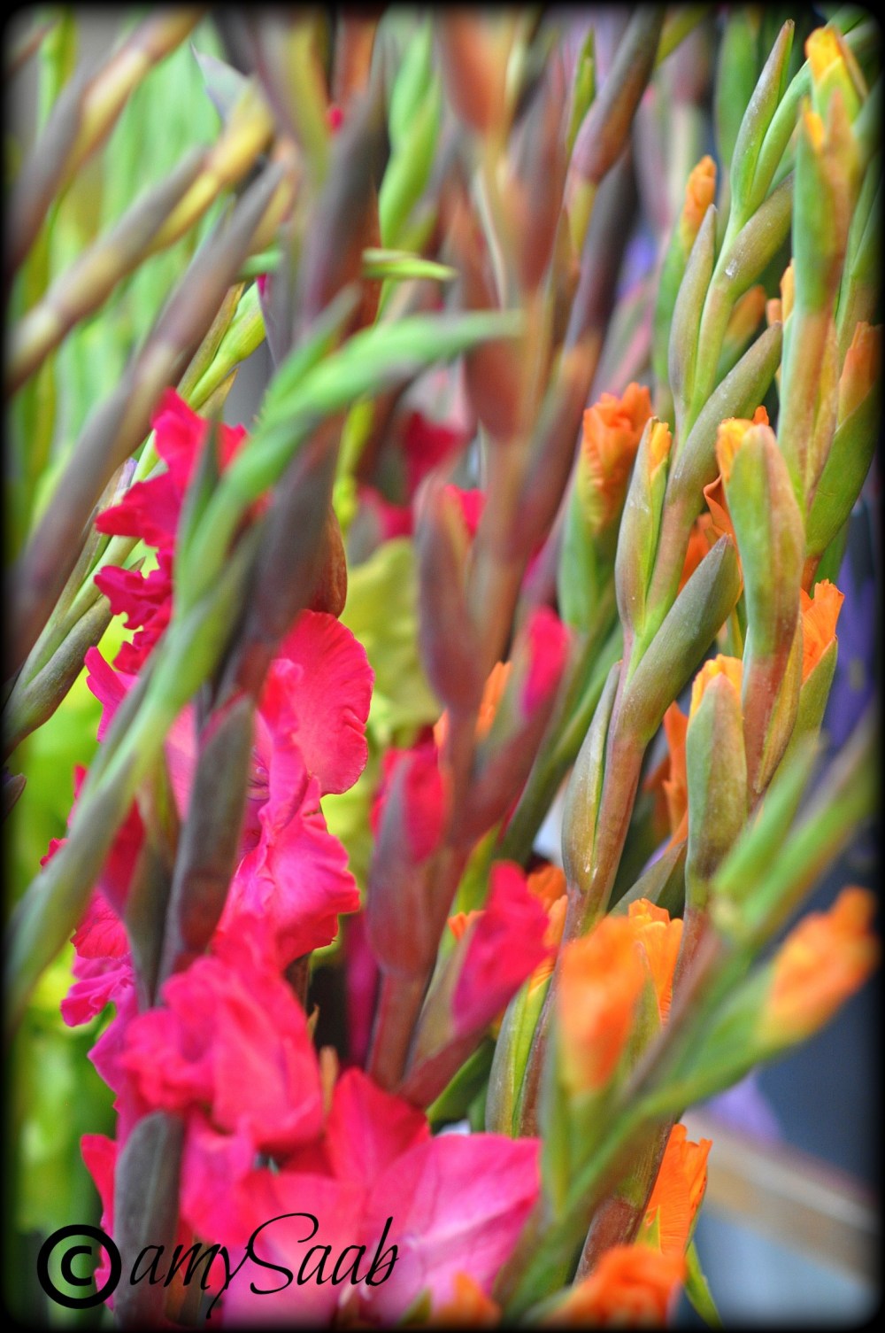 colorful Gladiola 