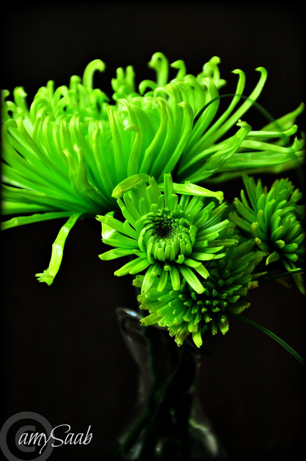 Mums the word on green being my favorite color flower