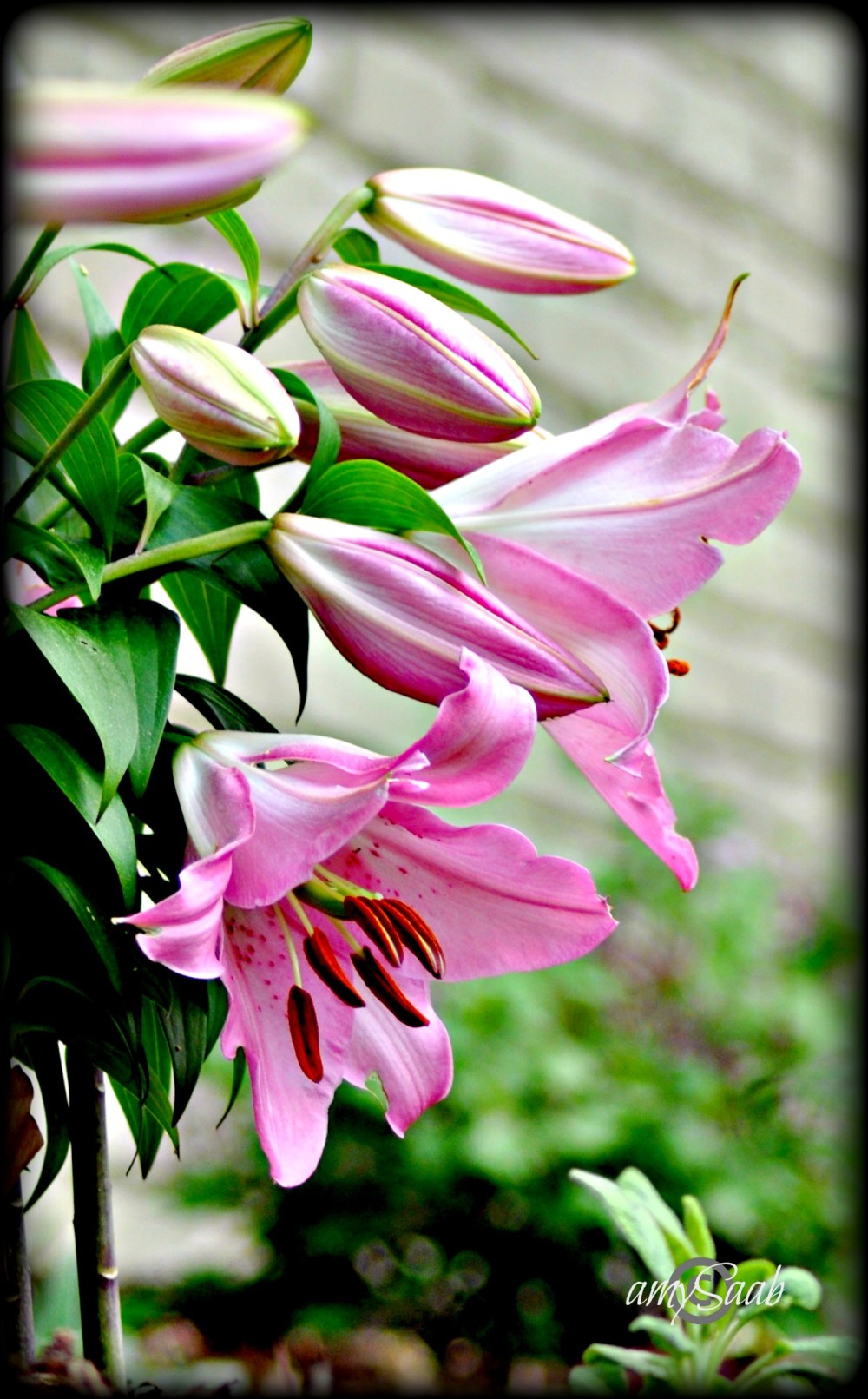 are you happy, lily?