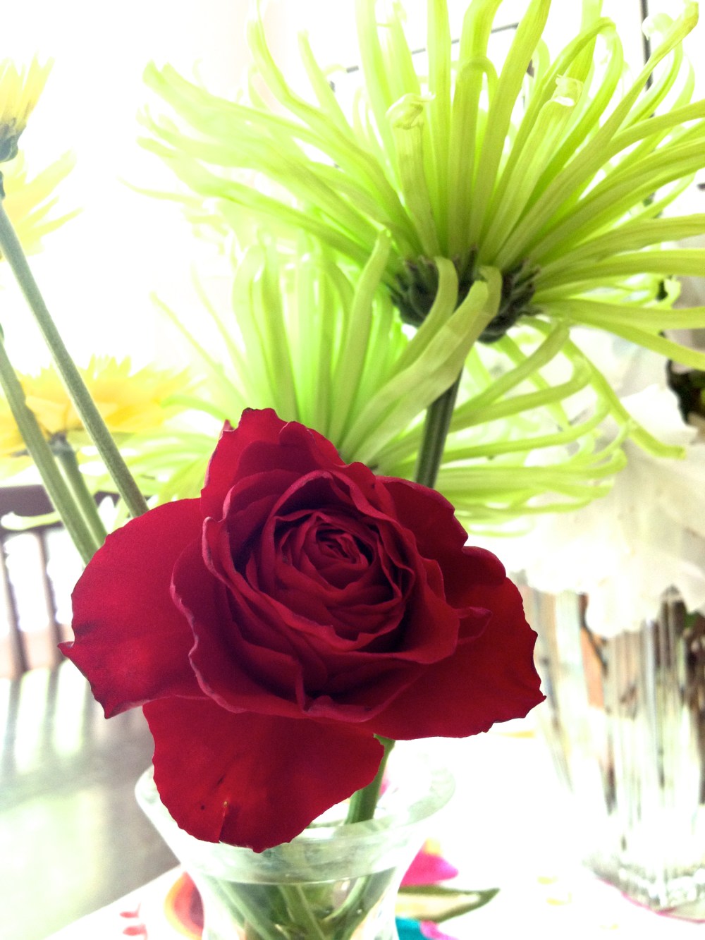 The rose was planted in my garden