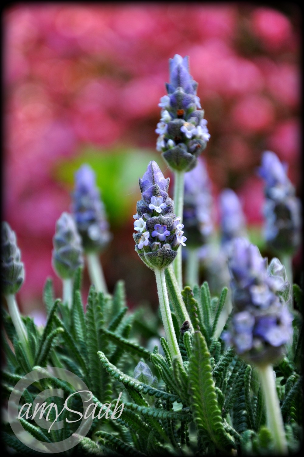 My lavender with pink azaleas as it's backdrop