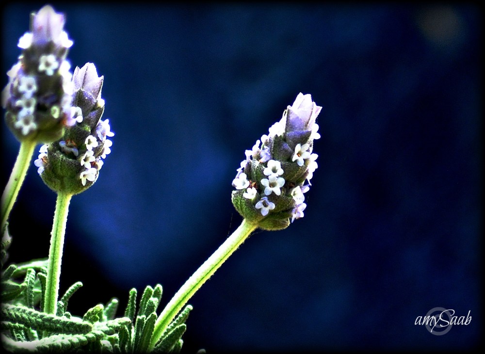 Nasty Blue tarp makes for an excellent backdrop