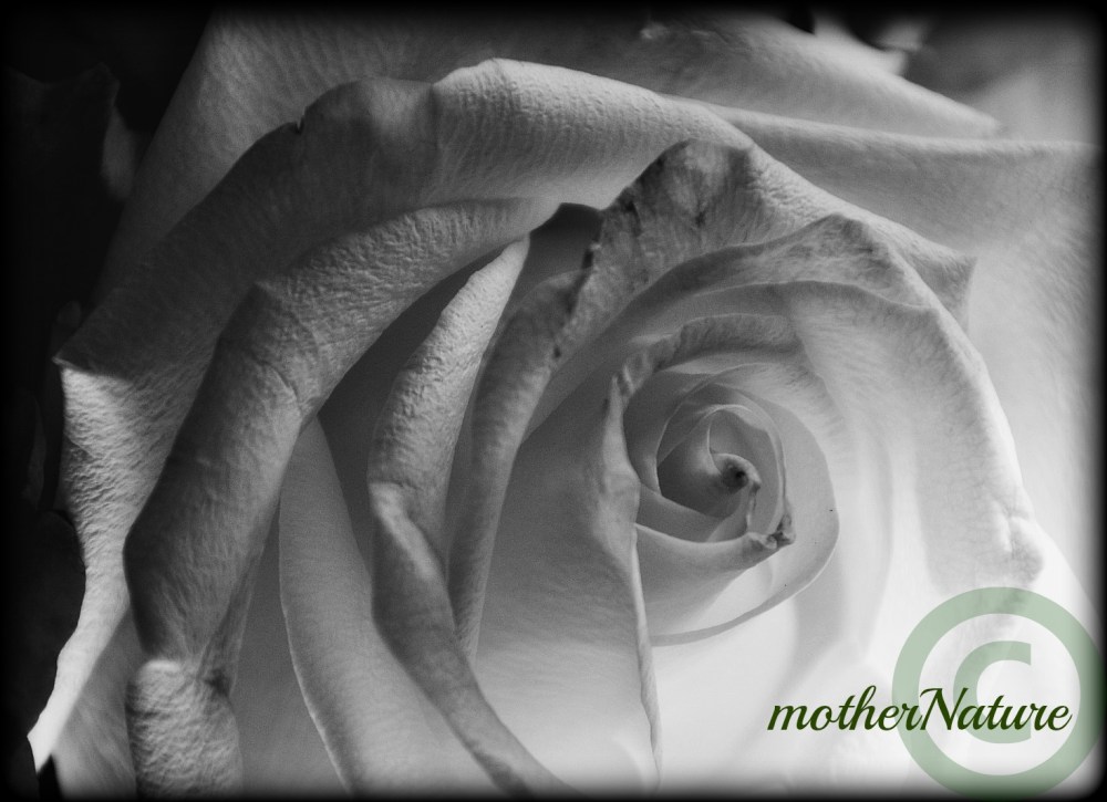 Black & white-white rose