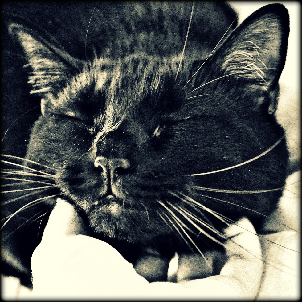 a little scratch under the chin would be nice