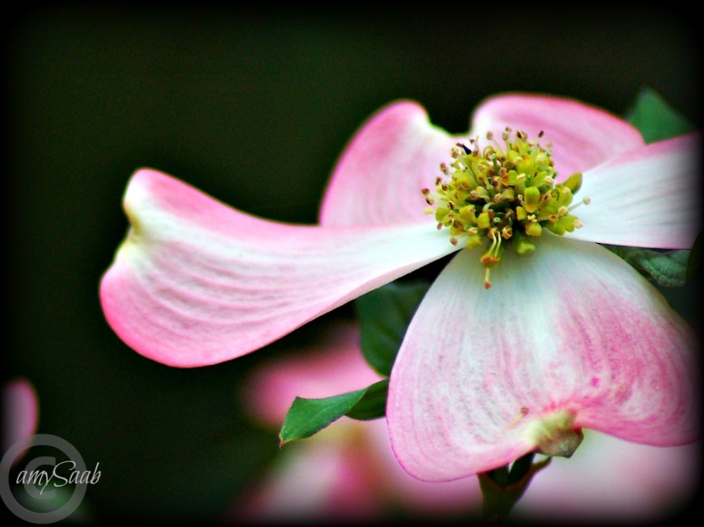 Dogwood blossom blushing pink
