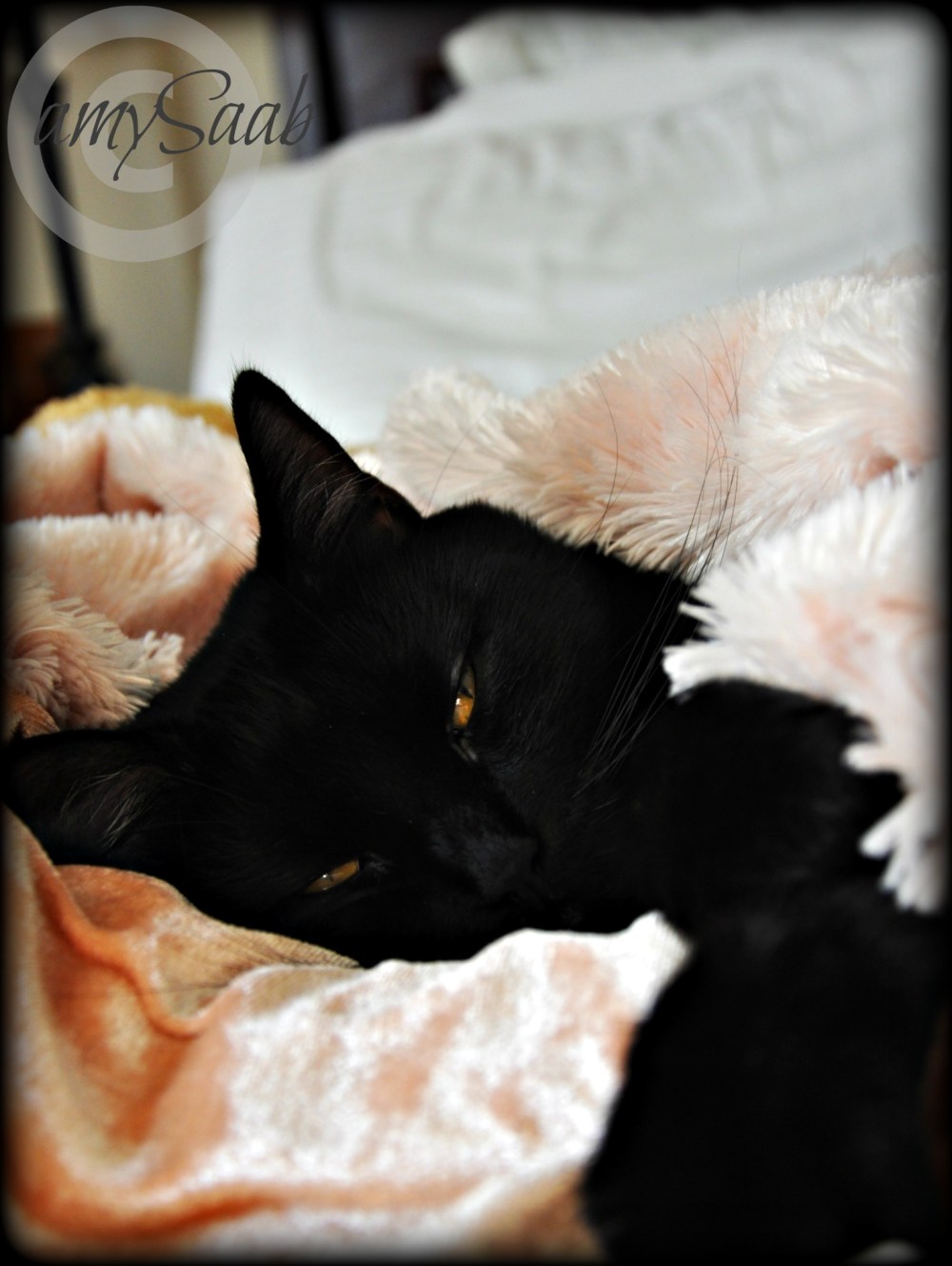 ladies & gentleman may I present...Princess Ivy