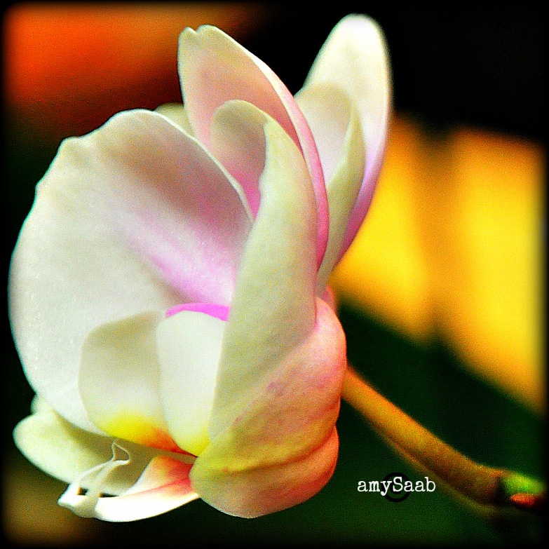 soft profile of an orchid