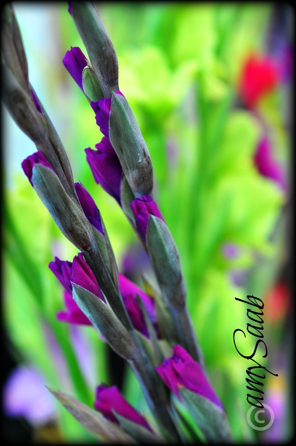 Purple Gladiolus