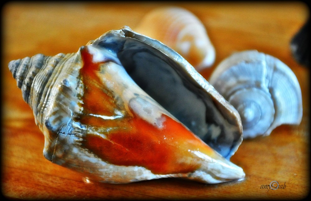 Shiny sea shells found on a real beach!