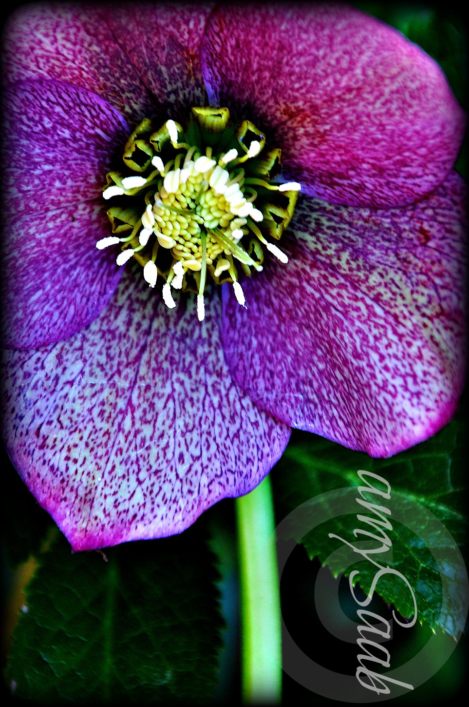 Hellebore looking up