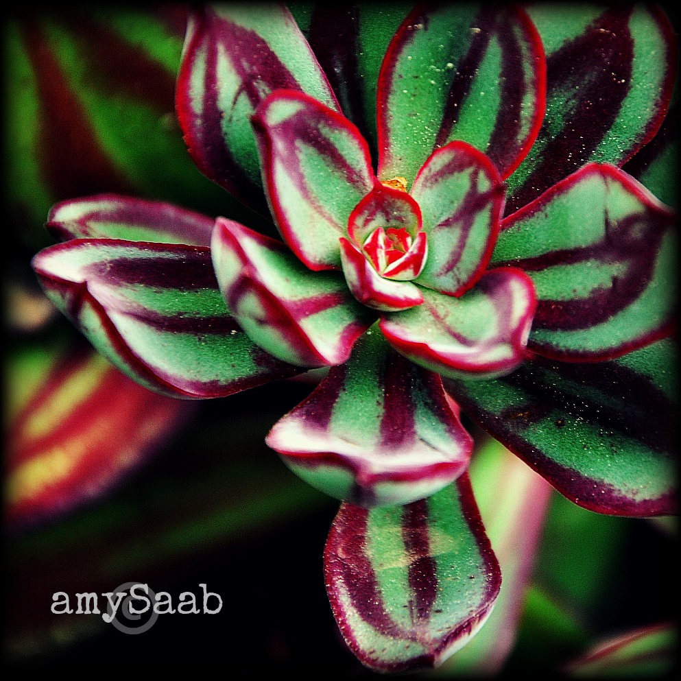 Red & green succulent 