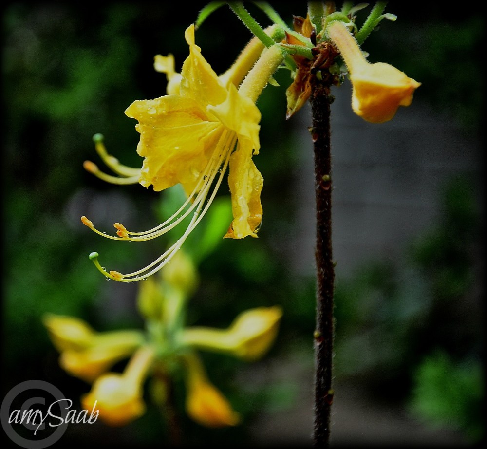 This lives beside my house....