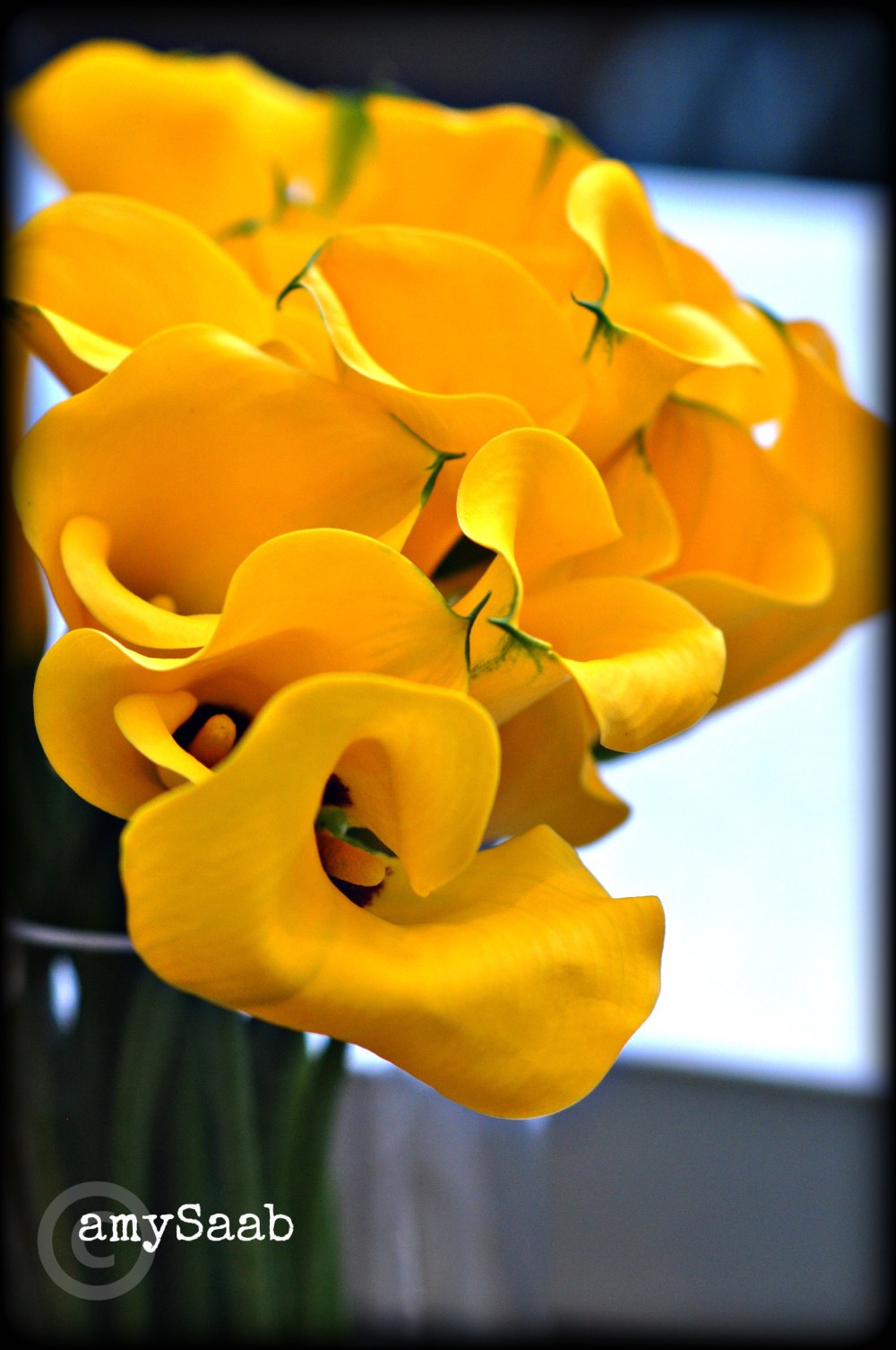 The yellowest yellow nature ever made