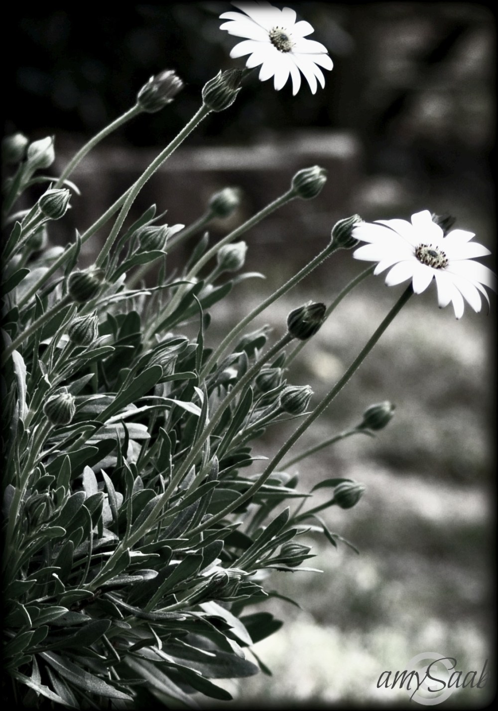 Look at all those buds
