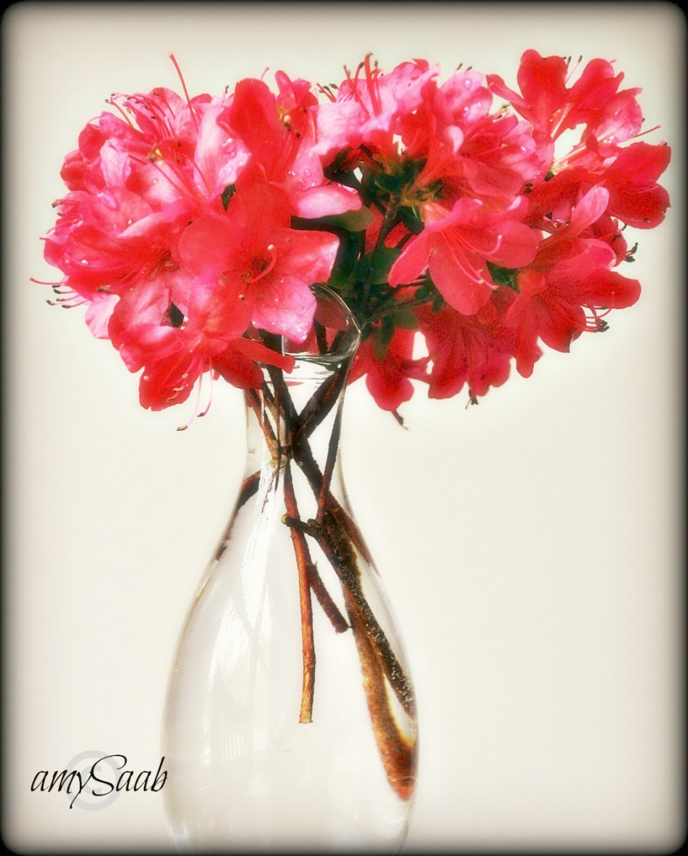 These are some of my Azalea 