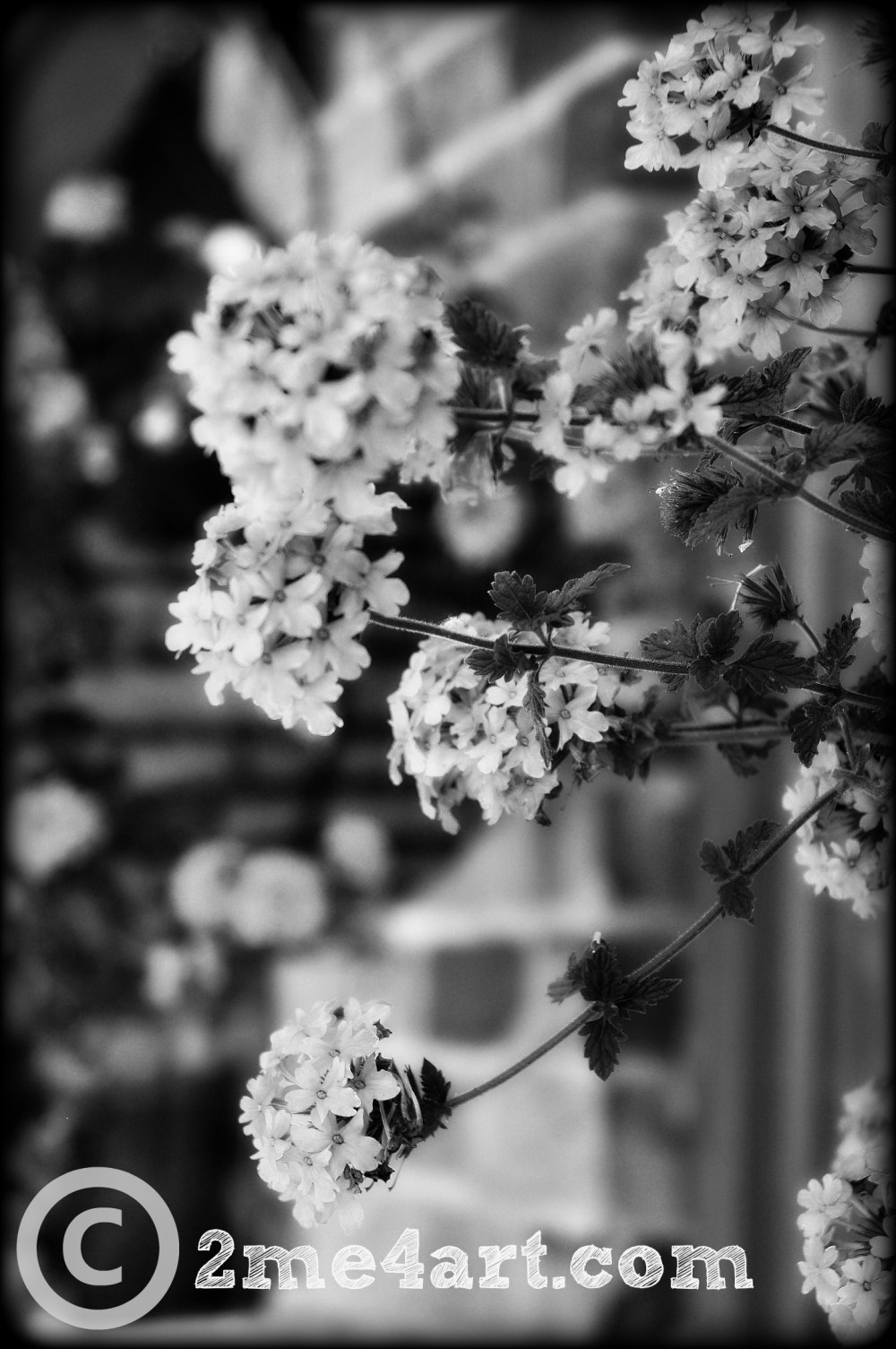 black & white purple flowers