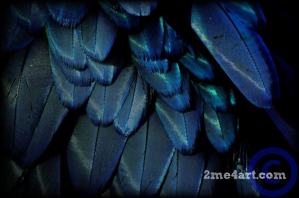 Blue Parrot feathers