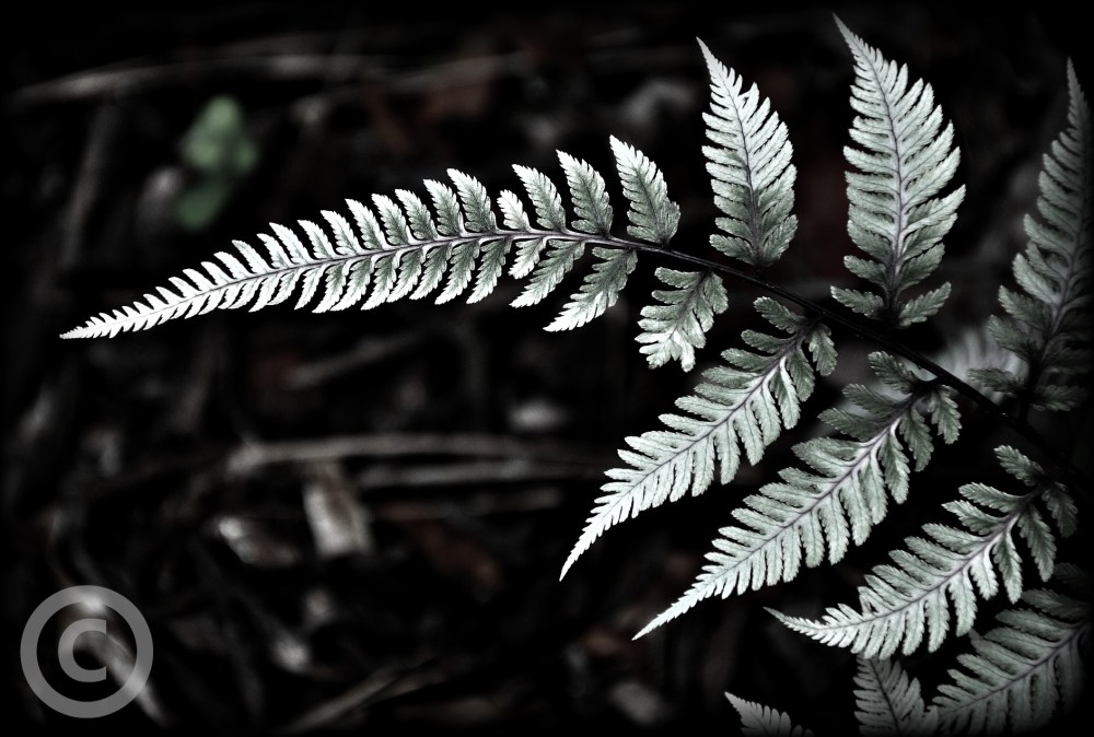 fern