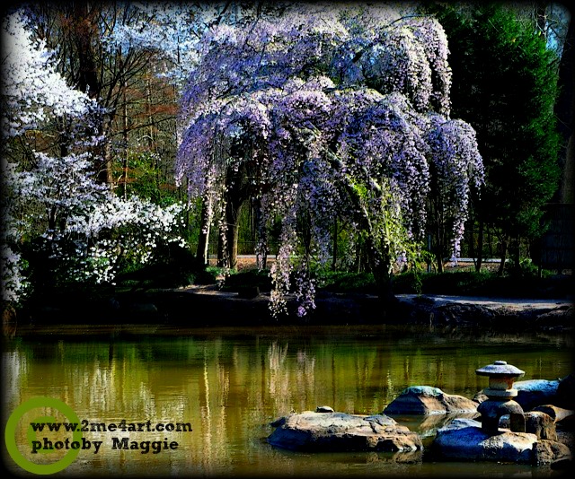 the Birmingham Botanical gardens at the right time