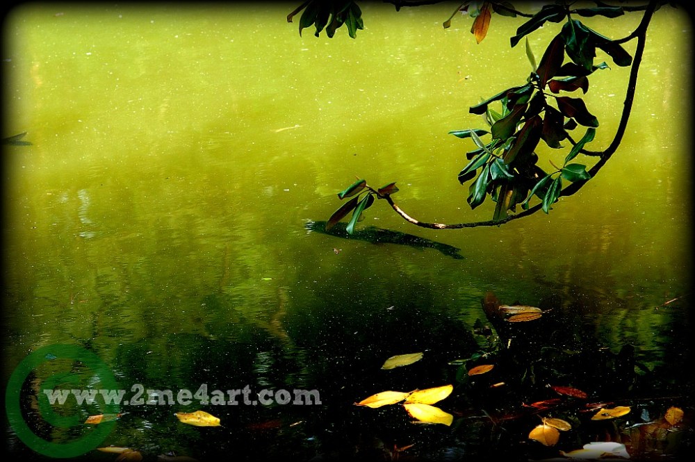green water with a Magnolia tree