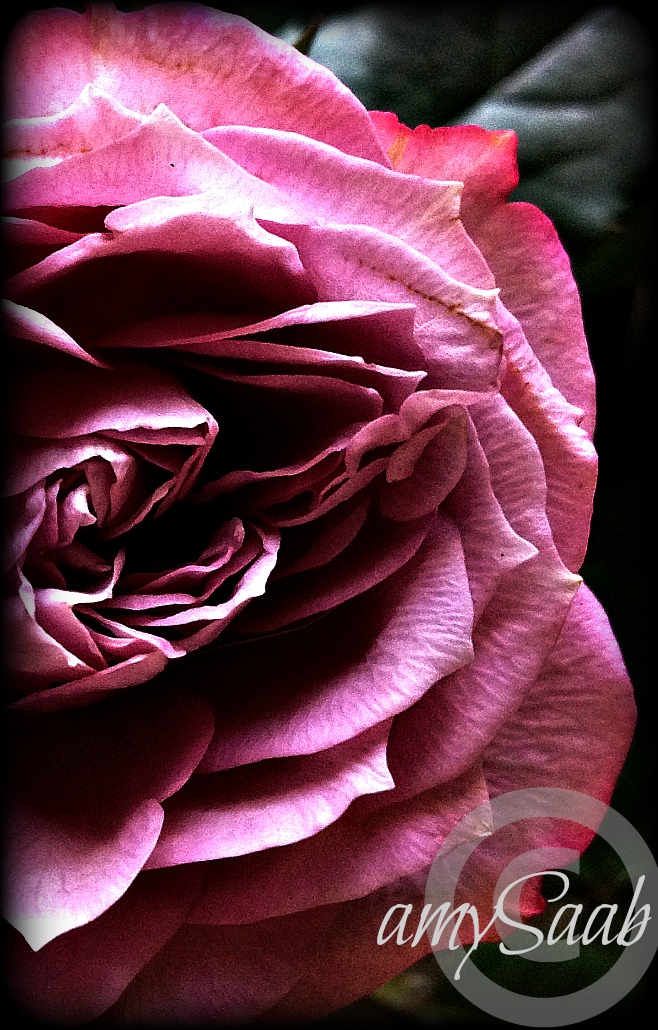 Half a flower is better then none