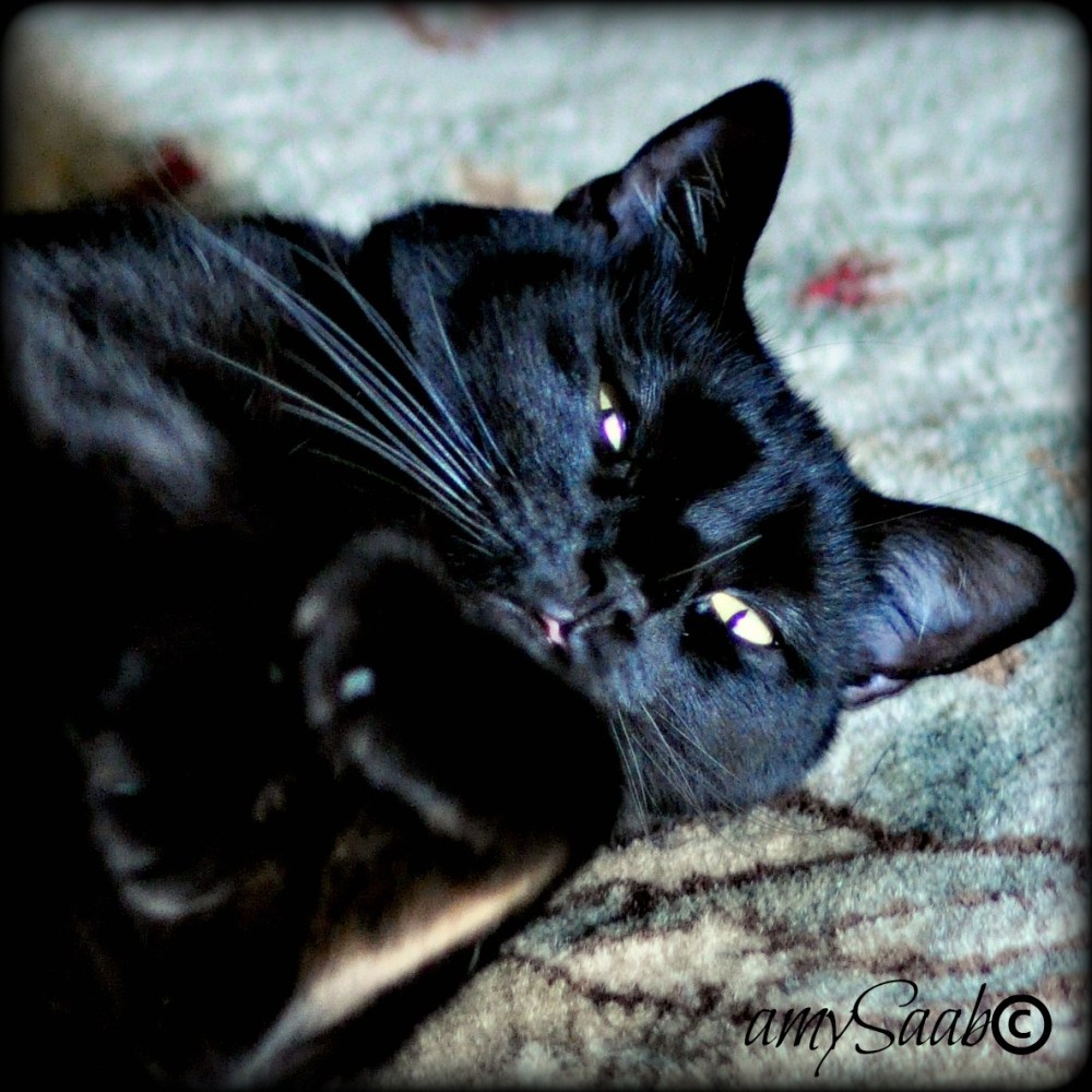 Aaawww, her little pink tongue shows