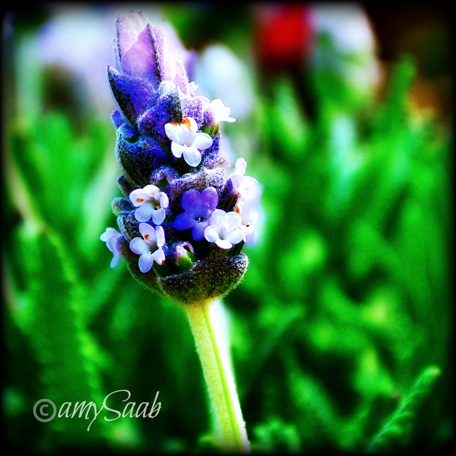lavenderblossoms