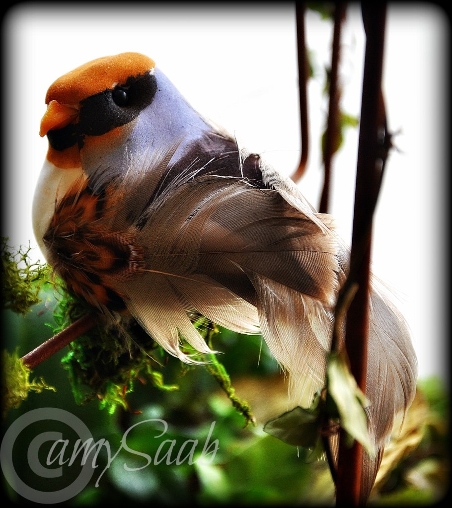 He was watching me watch him