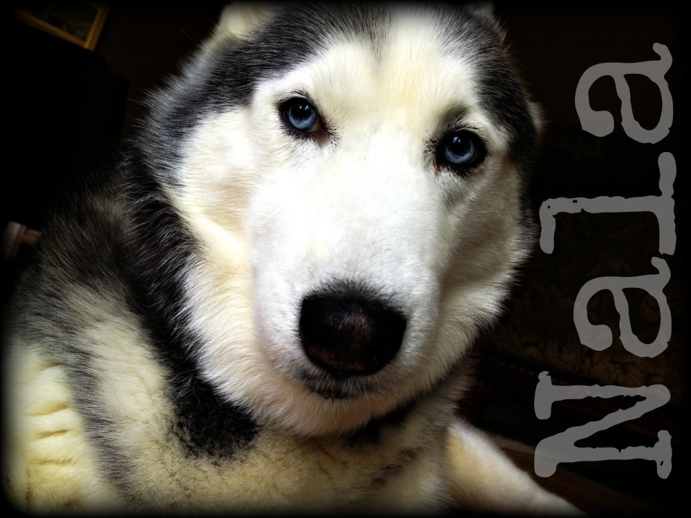 My furry best friend