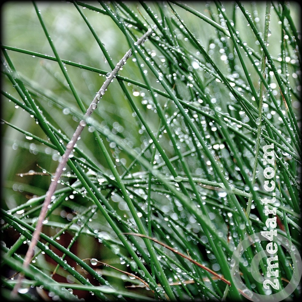 Watering the...um, whatever at Leaf & Petal