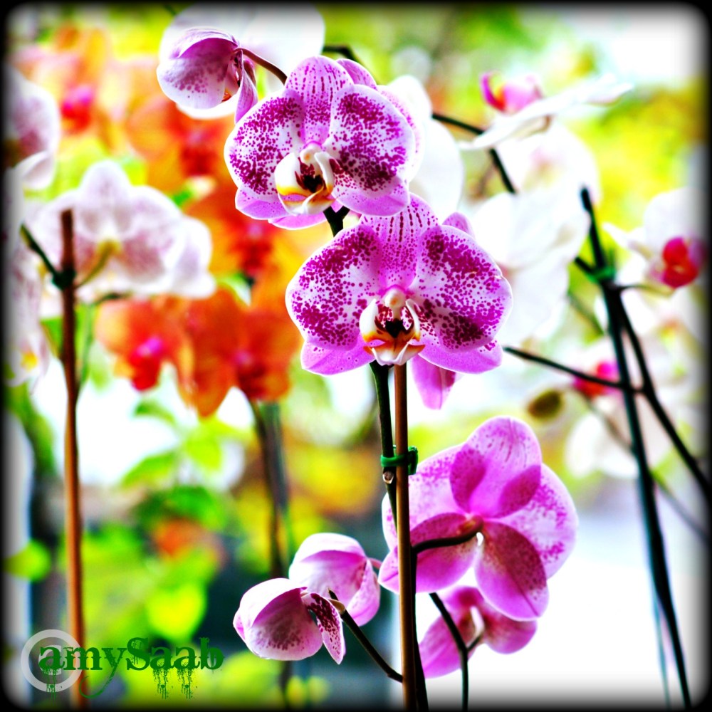 Orchids