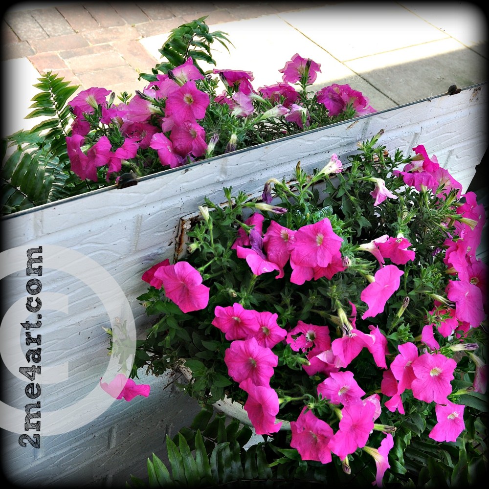 Pink Petunia's in the mirror
