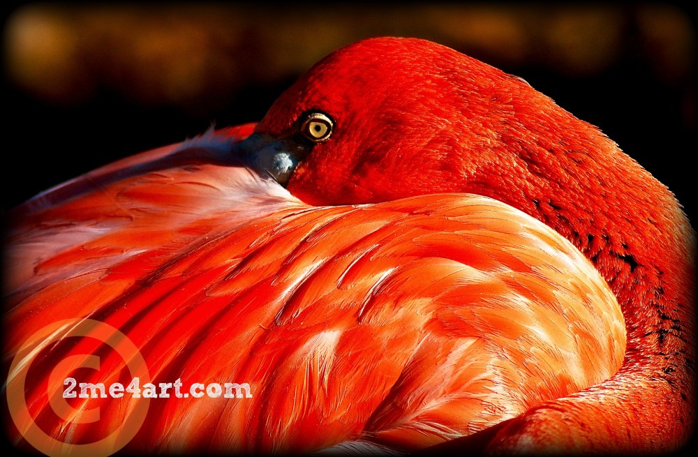 pink feathers, yellow eye