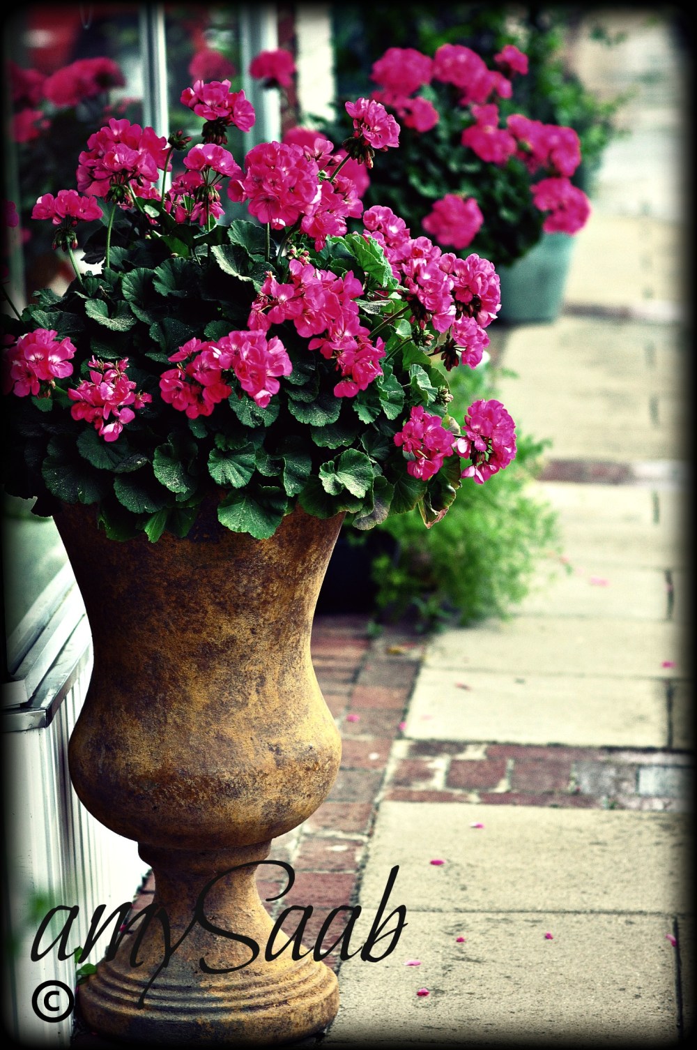stunning geraniums, downtown Mountain Brook