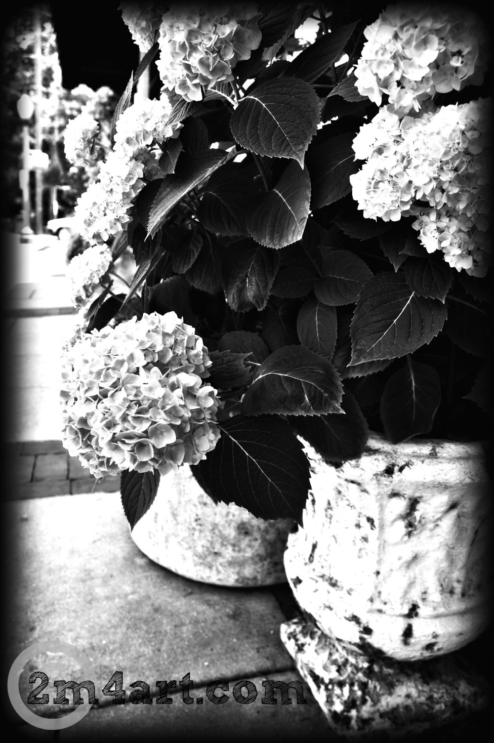 pink hydrangea