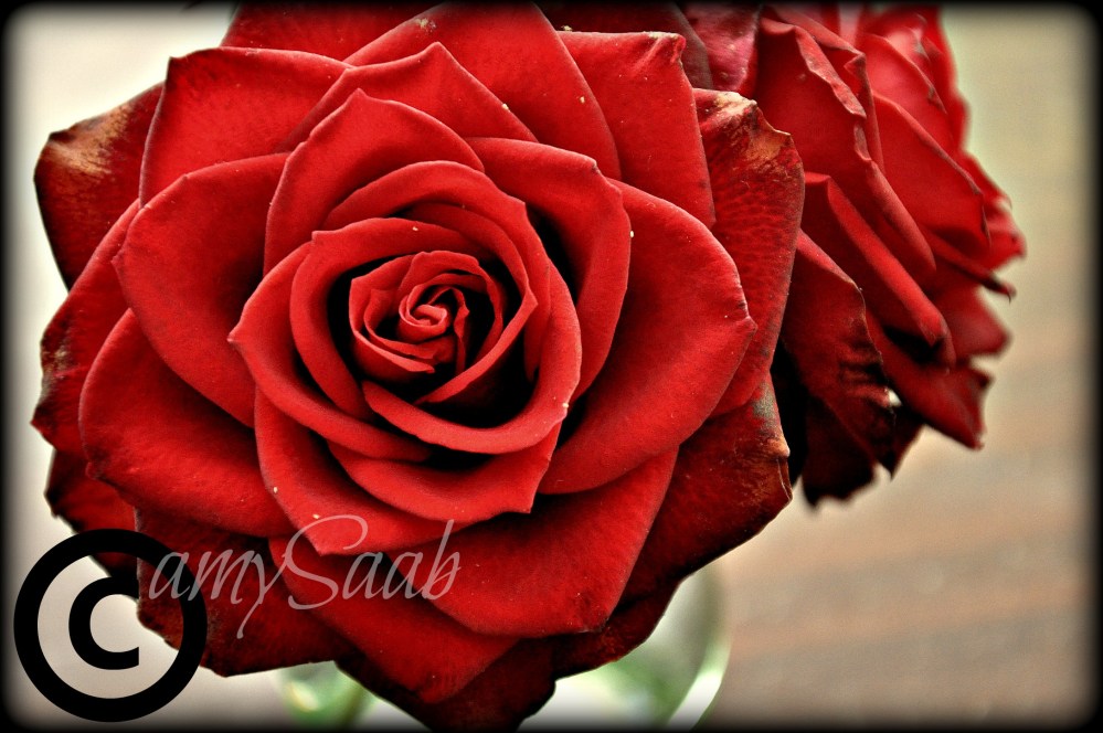 this rose is from Saab Nursery