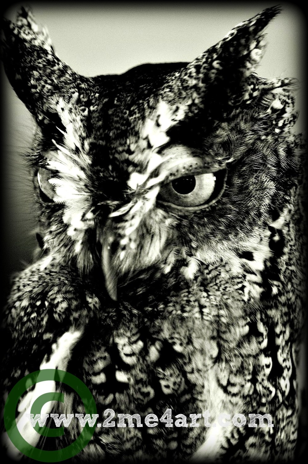 Henry says this is Twilight from the Owl's of Ga'Hool