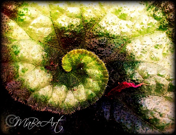 a small red leaf