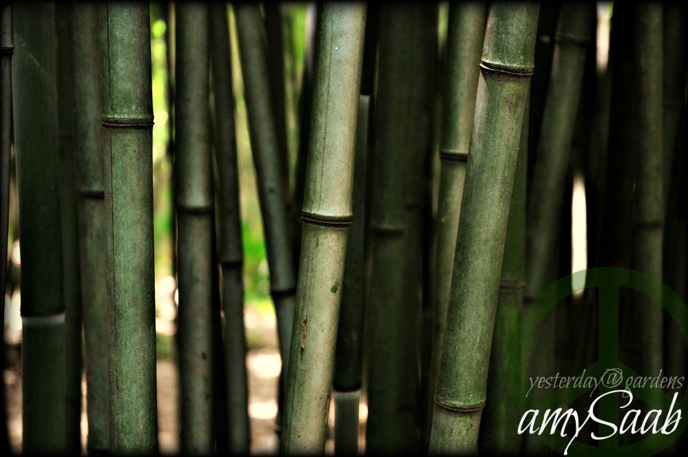 Bamboo forest @ The Birmingham Botanical Gardens