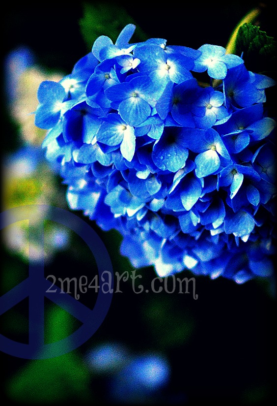 blue hydrangea