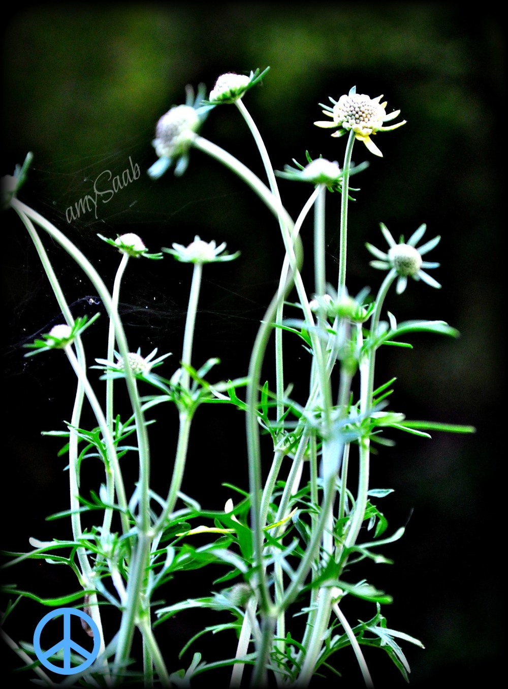 Caught in the pincushions 