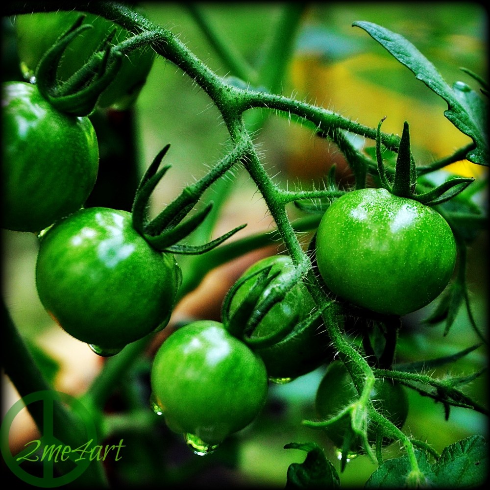 cherry tomatoes