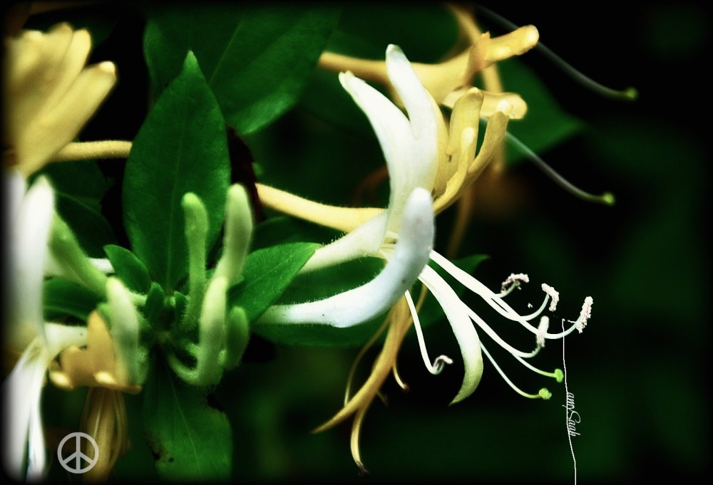 Evil wraps itself around my Azealas...