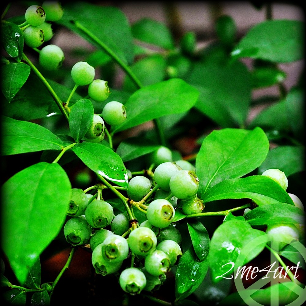 green berries soon to be blue