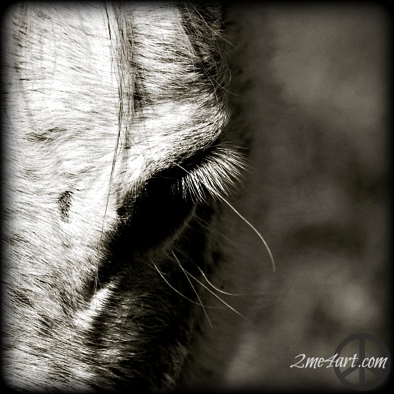 Horse eyelashes