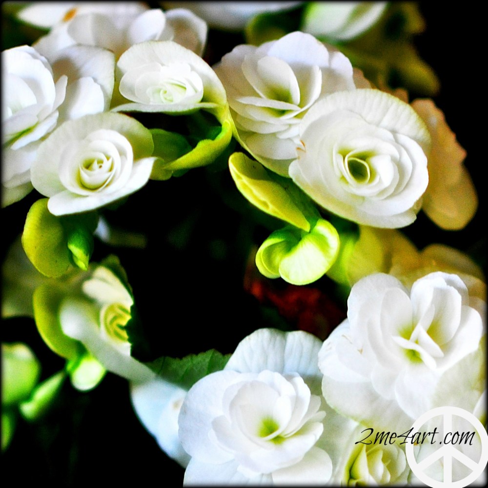white begonia blossoms
